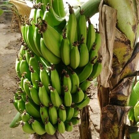 Musa acuminata Gyümölcs