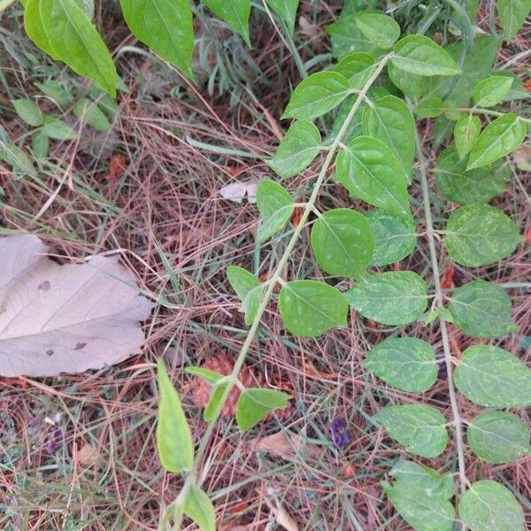 Jasminum multiflorum Foglia