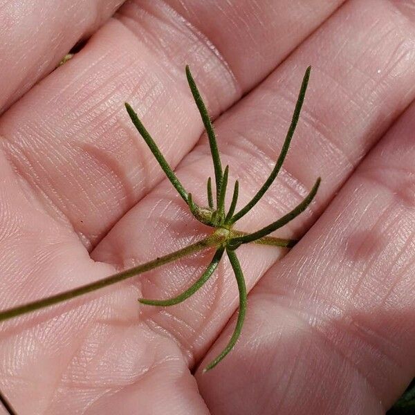 Spergula arvensis Blad