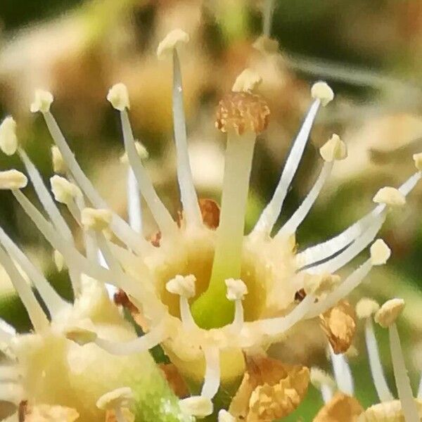 Prunus laurocerasus Fleur