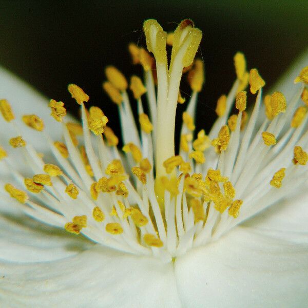 Philadelphus lewisii Flower