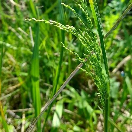 Poa trivialis Fruit