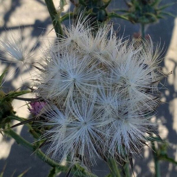 Silybum marianum Frugt