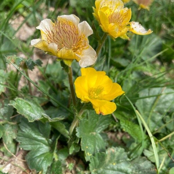 Geum montanum Hábitos