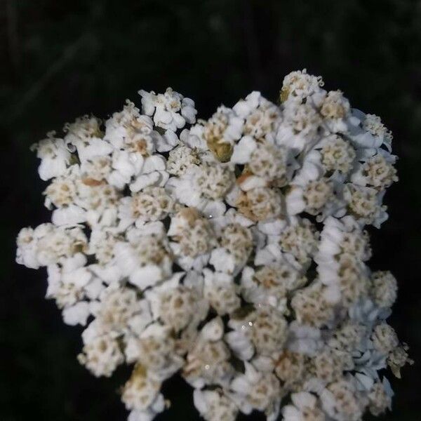 Achillea odorata Flower