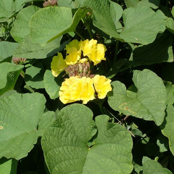 Merremia umbellata Blodyn