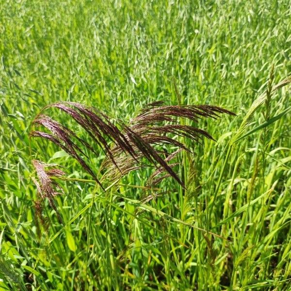 Bothriochloa ischaemum Flower