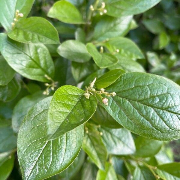 Cotoneaster acutifolius Φύλλο