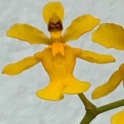 Oncidium baueri Λουλούδι