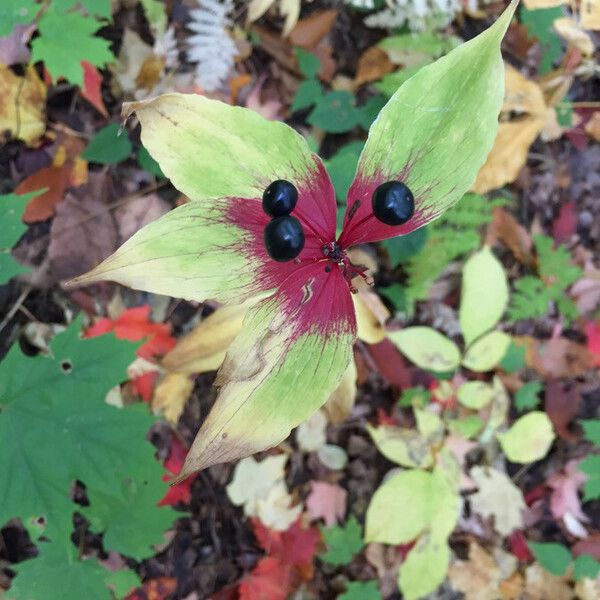 Medeola virginiana 果實