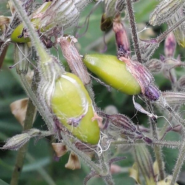 Silene nutans Fruto