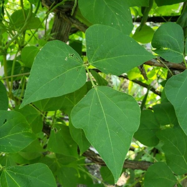 Phaseolus coccineus Blatt