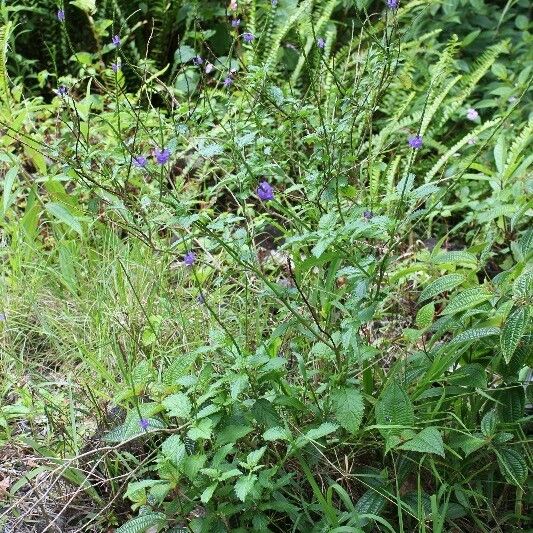 Stachytarpheta urticifolia Habitatea