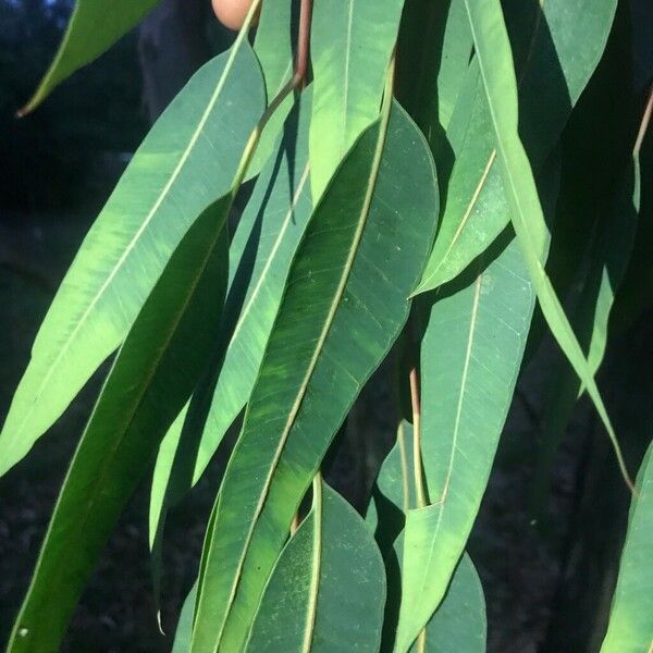 Corymbia citriodora Liść