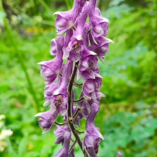 Aconitum septentrionale Çiçek