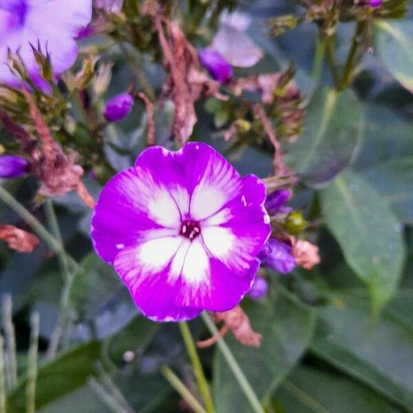 Phlox paniculata Flower