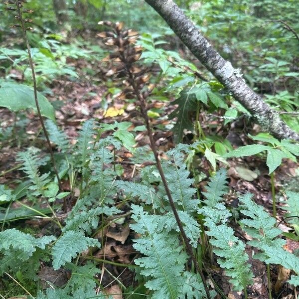 Pedicularis canadensis Blüte