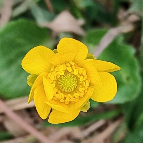 Ranunculus bullatus Blüte