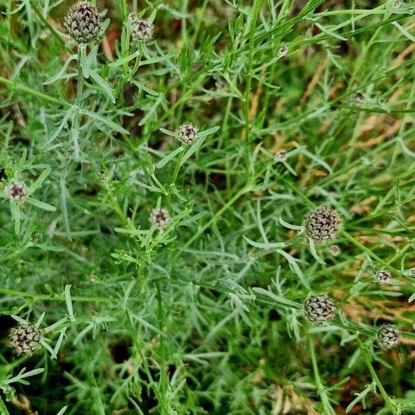 Centaurea stoebe List