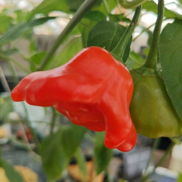 Capsicum baccatum Fruct