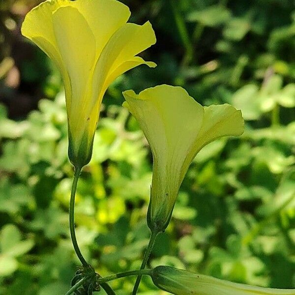 Oxalis pes-caprae Žiedas