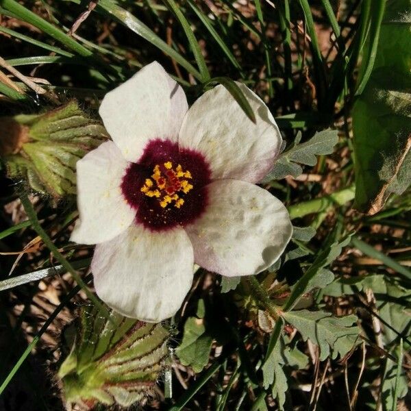 Hibiscus trionum Květ
