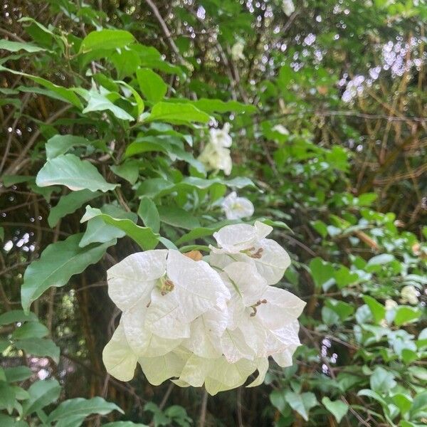 Bougainvillea × buttiana Flower