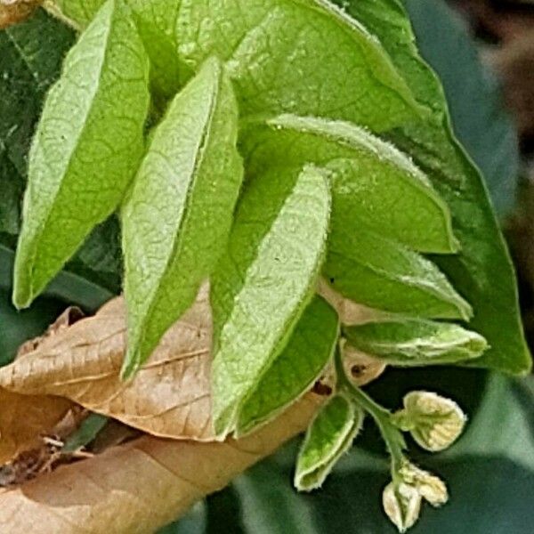 Flemingia strobilifera Fruct