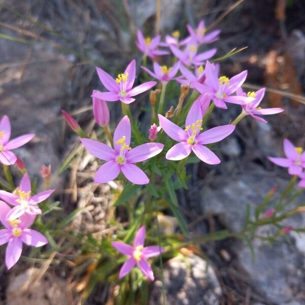 Centaurium quadrifolium Fleur