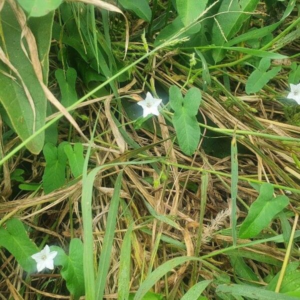 Convolvulus sagittatus Flower