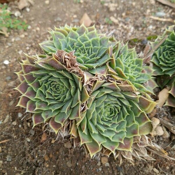 Sempervivum heuffelii Habit