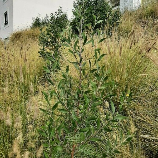 Acacia melanoxylon Vekstform