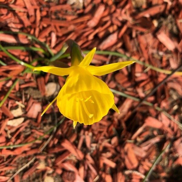 Narcissus bulbocodium 花