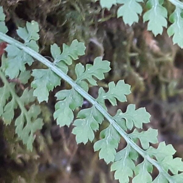 Asplenium fontanum Foglia