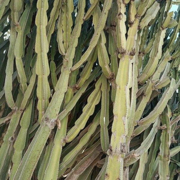 Euphorbia murielii Leaf