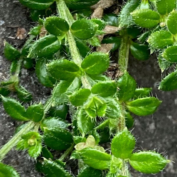 Galium hypocarpium Blad