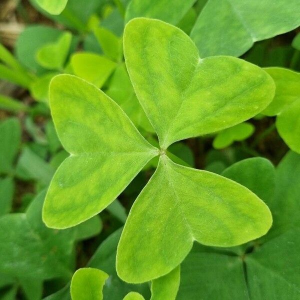 Oxalis latifolia Blatt