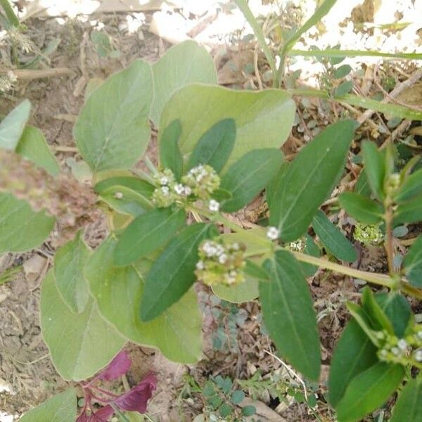 Euphorbia nutans Blüte