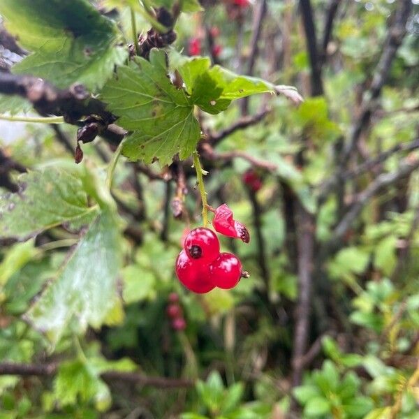 Ribes rubrum Fruit