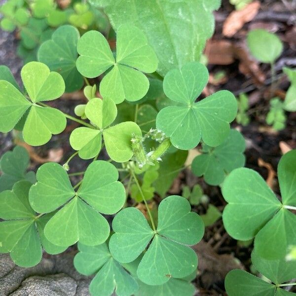 Oxalis stricta Liść