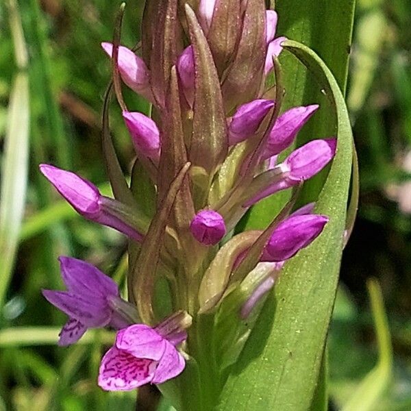 Dactylorhiza incarnata Λουλούδι