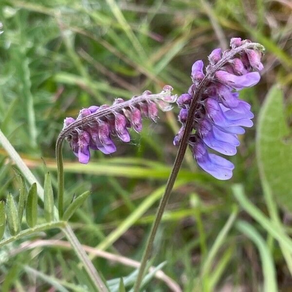 Vicia cracca Floro