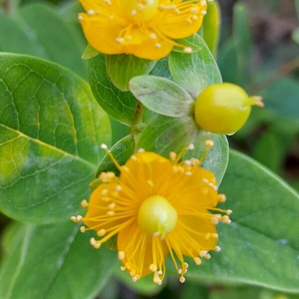 Hypericum × inodorum Flower