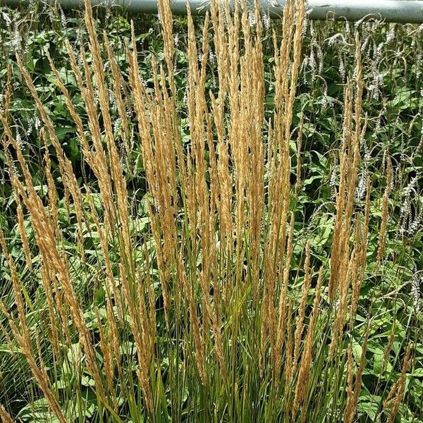 Calamagrostis stricta Natur