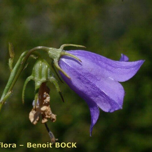 Campanula fritschii Květ