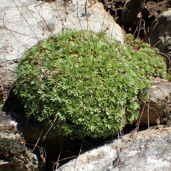 Saxifraga prostii Συνήθη χαρακτηριστικά