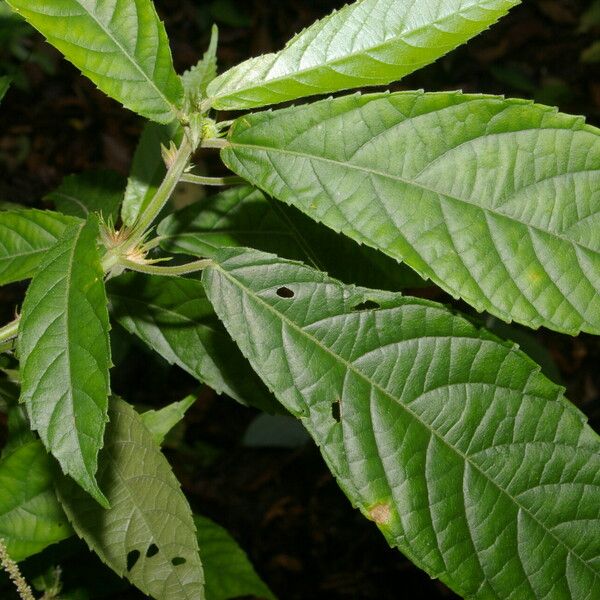 Acalypha apodanthes Blad