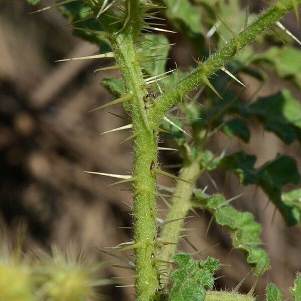 Solanum rostratum Leaf