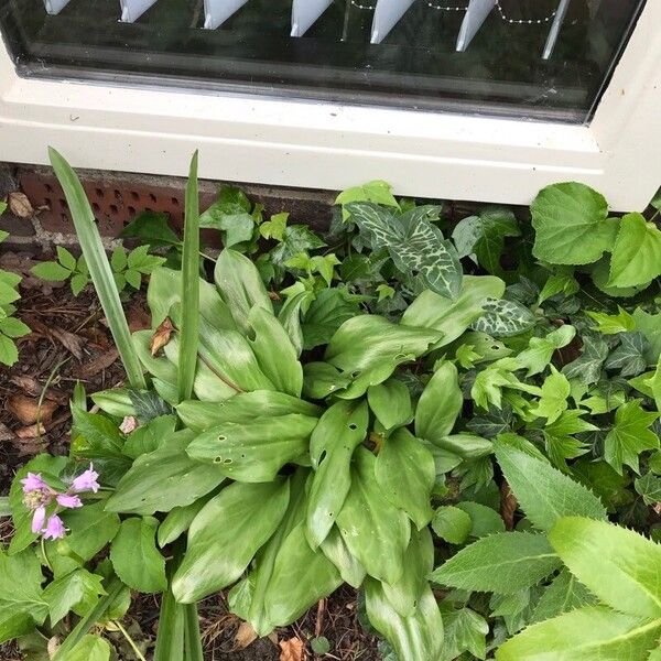 Erythronium revolutum Fulla