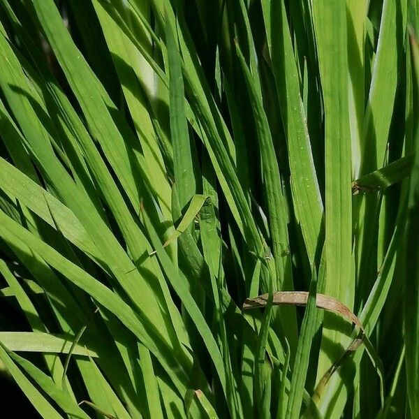 Juncus ensifolius Leaf